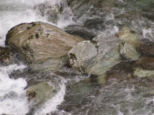 アザラシ母さんとラッコ君です