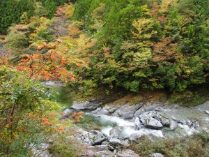 紅葉便り_1023'2011