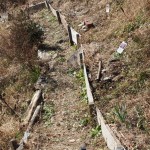 造成中のテラス下メインルートと葡萄の苗達