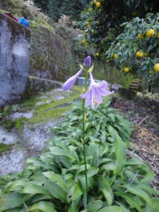 吾北の柚子とコバギボウシ photo by 植物担当_1029'2013