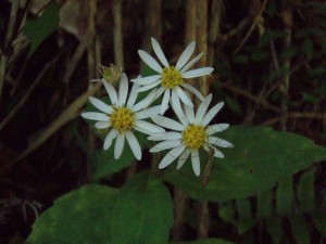 秋野花と虫