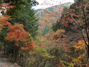 紅葉真っ盛り・22番へび橋付近にて_1106'2013