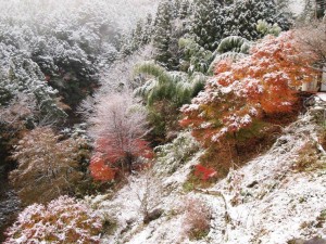 倶楽部ハウス斜面にて・初雪と紅葉_1119'2013 朝