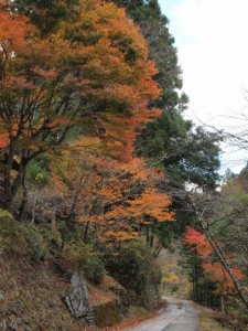 大森神社下の秋