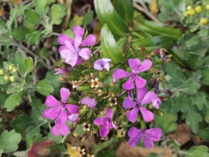 ハマナデシコ_牧野植物園にて