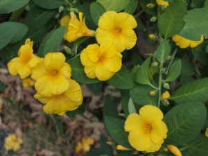 キバナアマ_牧野植物園にて1216