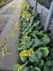 オオツワブキ(キク科)・牧野植物園にて