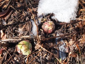 もうすぐですね．．雪解けで顔を出しました