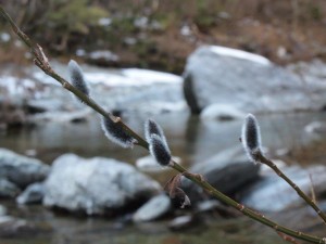 水辺のネコヤナギも．．