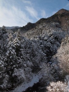 朝のテラス下・左上方に根須木沢_0219'0214