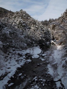 赤橋上流・左手から根須木沢(マムシ)が_0219'2014