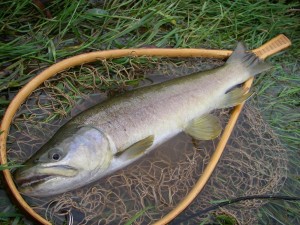 ブラウンなんですって！デジタルカメラで in NZ