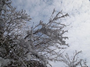 雪の花・旧オコゼバンガローにて_0219'2014