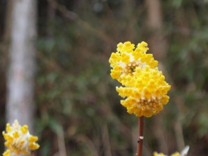 出合橋・ミツマタの花_0327'2014