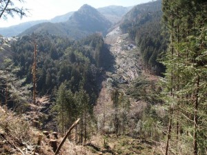 神社対岸の伐採現場・搬出後は植林するそうです・桑瀬中野川林道から_0316'2014