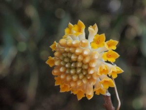 ミツマタの花・今年のは「ナカナカ！」_0315'2014