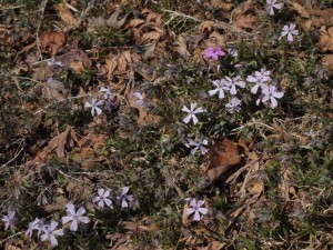 旧オコゼバンガローの芝桜_03'2014