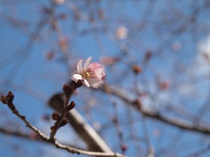 桑瀬川の桜・咲き始めました_0307'2014