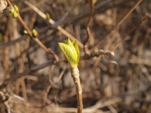 紫陽花の芽吹き・旧オコゼバンガローにて_0327'2014