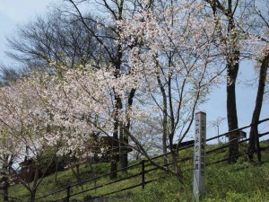 仁淀川・某支流の側にて．．桜_0331'2014