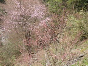 倶楽部ハウス下の 桜・桃(手前)_もうすぐ満開_0412'2014