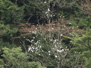 倶楽部ハウス対岸のコブシ．．猿の好物って知らなかったなア・・