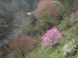 斜面の桃は元気！・桜は殆んど散りましたが_0422'2014