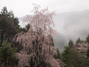 林道のシダレザクラ_0413'2014