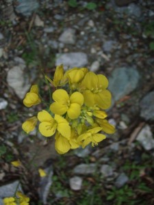 _中野川にも「菜の花」がようやく．．．