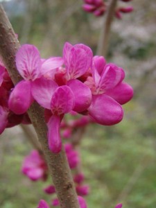 何の花でしょうか？？