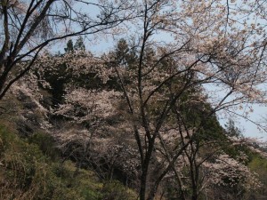 一号(旧)堰堤付近の桜・桜吹雪の下で釣り．．の頃合いです_0410'2014