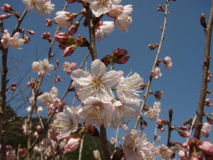 青空に桜・中野川にて_0408'2014