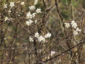 23番・かかし山の山桜