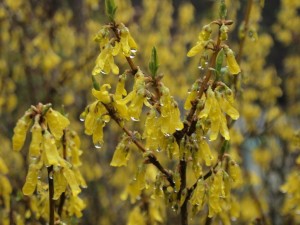 この花，何ですか？？