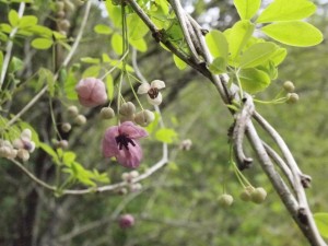 葛下げの花？