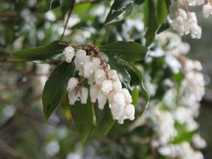 この花も，何ですか？？