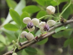 葛下げの花？・開花直前状態