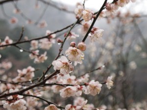 雪解け水滴の中野川桜_0406'2014