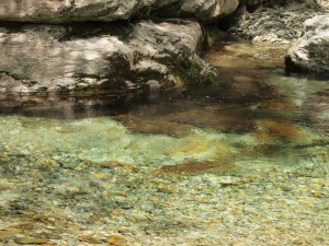 初夏で沢山ハッチの中野川川