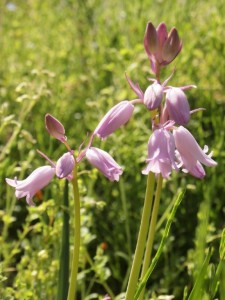 何でしょう？花サイズは10mm位