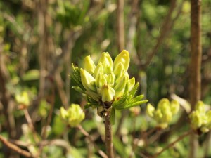 何でしょう？芽吹きなんですけど