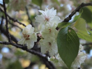 11番・別荘下入渓口の桜_0503'2014