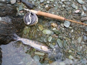 by 入渓者Sさん from 松本：浅場に定位してる魚の尾鰭は岩で擦り切れるそうで．．_0514'2014