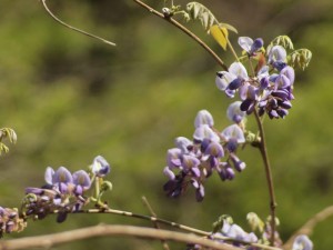 「藤の花が咲く頃．．釣りの好季節」って地元の方々は言います・・「確かに！！」_0501'2014