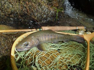 近隣河川の26cm岩魚君 by Uさん from 奈良_0504'2014