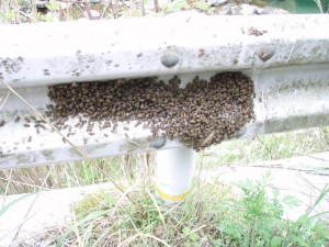 チョット気色悪し，ですが．．．「ガードレールに群れる日本蜜蜂」