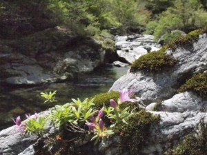 20番・西山広場(竹の畝) の例の岩のツバキ_0501'2014