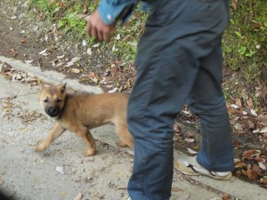 未来のハンター犬・名前はまだ無し・朝の散歩_0503'2014