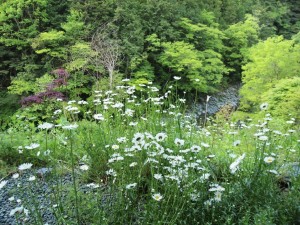 デイジーの群落と中野川川