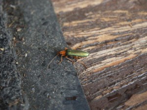 体長20mmのこんな昆虫も_0625'2014